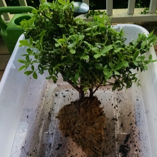 Azalea roots