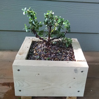 Azalea pre-bonsai