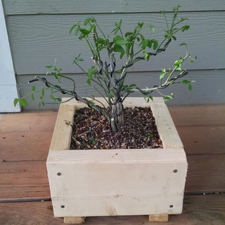 Burning bush pre-bonsai