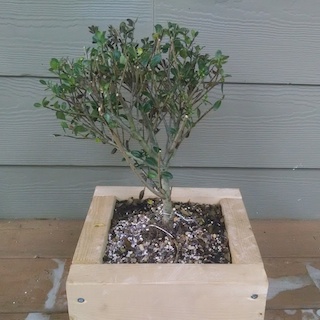 Japanese holly pre-bonsai