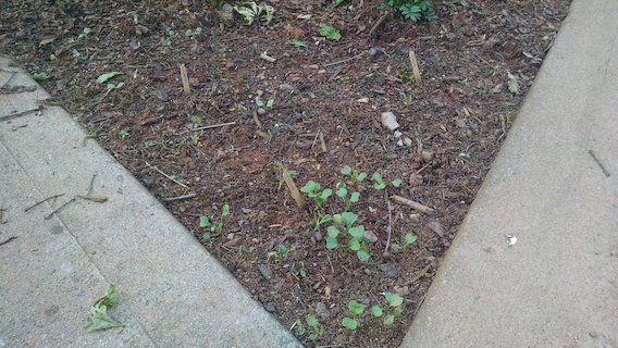 Radish, carrot, and Swiss chard sprouts