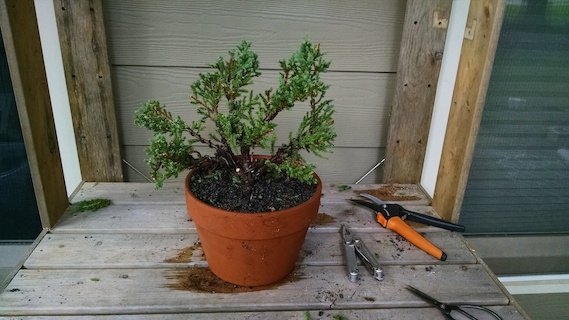 Juniper Sargentii bonsai