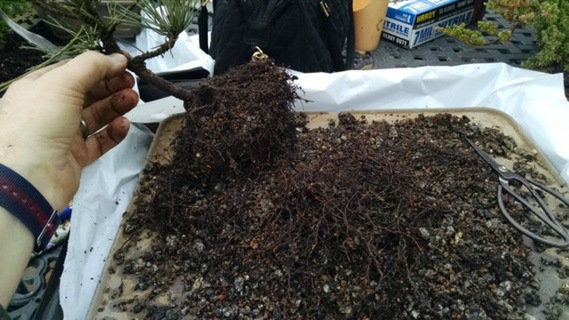 Removed tree from plastic nursery pot, and trimmed back about half of the roots