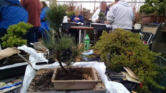 Positioning the tree in the bonsai pot