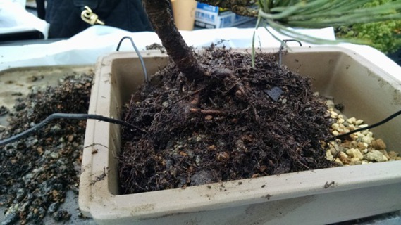 Tree's root ball in pot