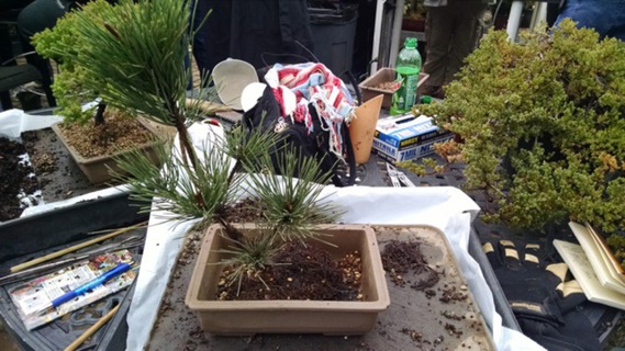 Wire to secure the tree into the pot