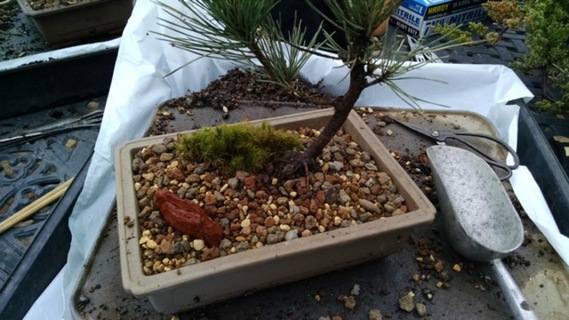 Tree potted with soil, moss, and accent rock