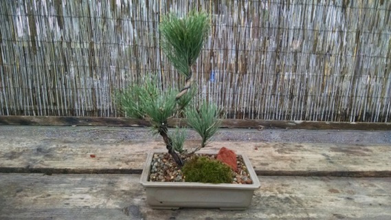 Japanese black pine bonsai