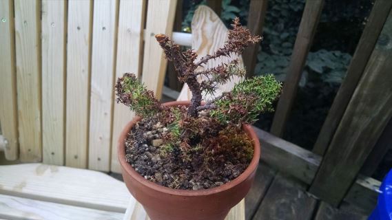 Cryptomeria bonsai