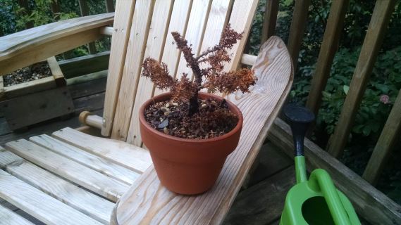 Dead cryptomeria bonsai
