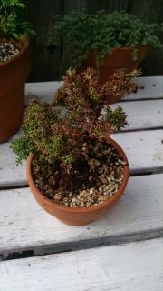 Cryptomeria bonsai