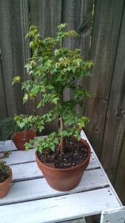 Trident maple pre-bonsai