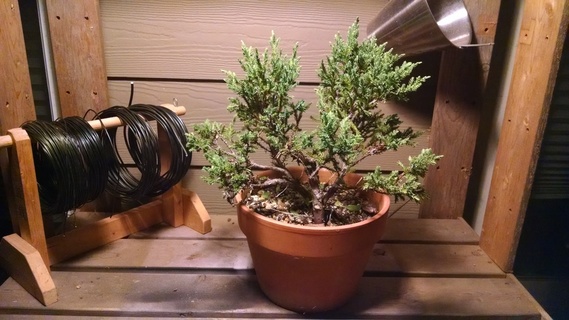 Juniper bonsai in training pot