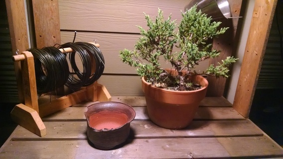 Juniper bonsai in training pot