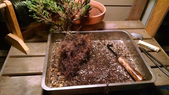 Raking out juniper bonsai roots