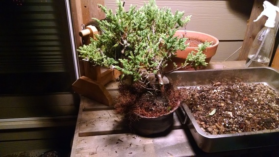 Juniper bonsai that is too big for its intended pot