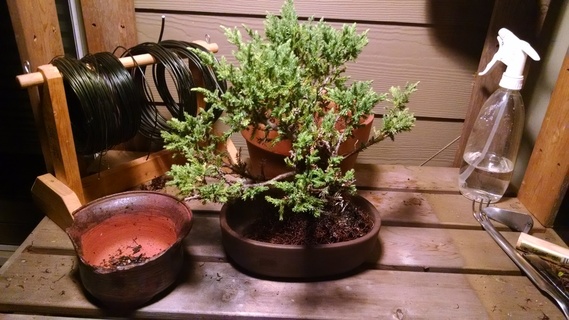 Juniper bonsai in an appropriately-sized pot