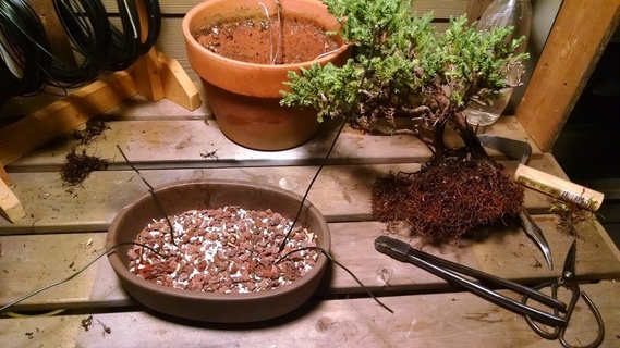 Preparing a bonsai pot for its tree