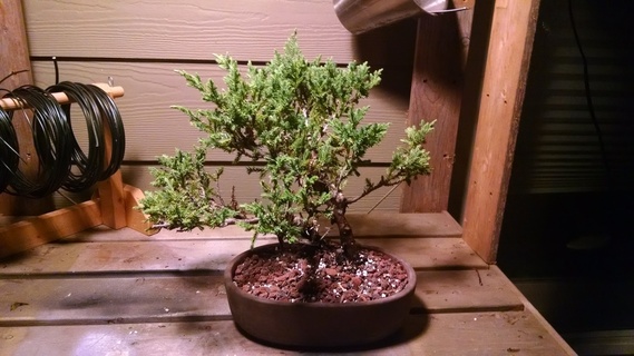 Juniper bonsai in pot