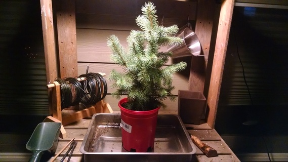 Colorado blue spruce in nursery pot