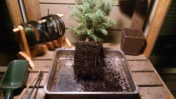 Raking out Colorado blue spruce roots