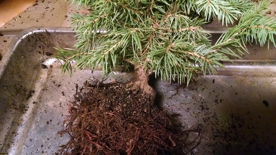 Colorado blue spruce nebari