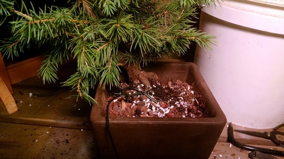 Colorado blue spruce bonsai being wired into its pot