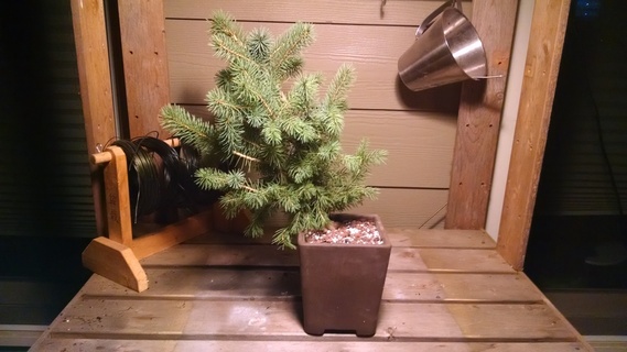 Colorado blue spruce bonsai in pot