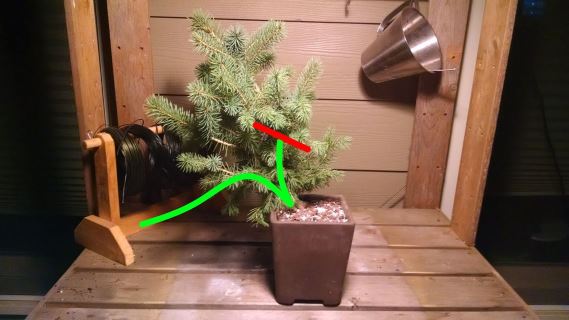 Colorado blue spruce semi-cascade bonsai design