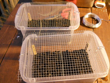 Wire mesh on top of seed-starting container