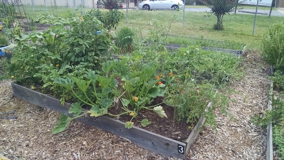 Planter box with vegetables