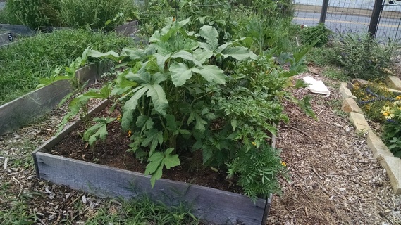 Okra in planter box