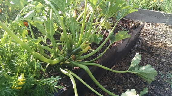 Zucchini vines