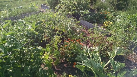 Tomato vines