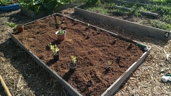 Laying out vegetables in a planter box