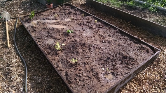 Planter box after watering