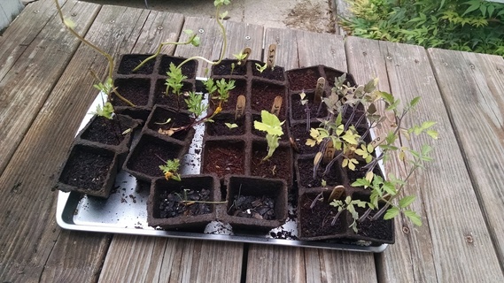 Cherry tomato, hot pepper, and squash, and sunflower seedlings