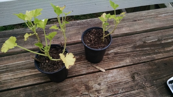 Zucchini seedlings