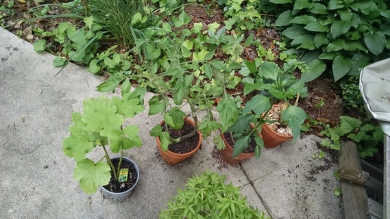 Okra, tomato, and poblano seedlings