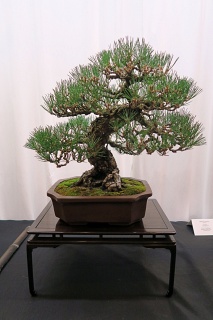 Japanese black pine