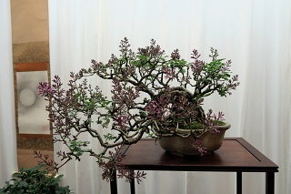Japanese lilac