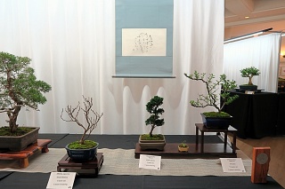 Shohin display - Hinoki cypress, chojubai Japanese quince, and dwarf wisteria