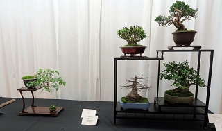 Shohin Display - spindle tree, barberry, trident maple, shimpaku juniper, privet