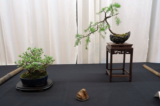 Shohin display - Japanese larch, satsuki azalea