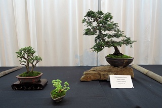 Shohin display - hinoki Cypress and Hokkaido Chinese elm