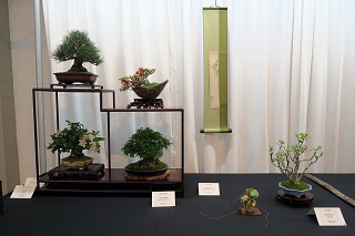 Shohin display with chokeberry, Japanese black pine, chojubai Japanese quince, crabapple, and trident maple