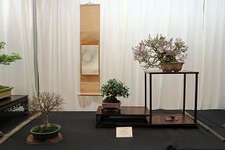 Three point display - zelkova, Hong Kong kumquat, and Japanese lilac