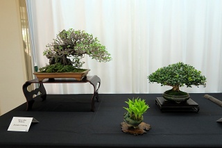 Three point display - mulberry and Harland boxwood